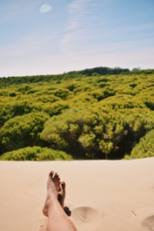 The dune quite literally ends where the forest begins.