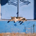One of MANY cats in the streets. This one in Chefchaouen. Oct. 21 2018.