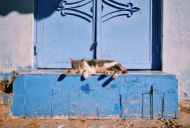 One of MANY cats in the streets. This one in Chefchaouen. Oct. 21 2018.